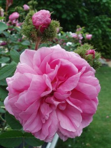 CHAPEAU DE NAPOLEON (historic)